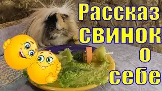 Рассказ свинок о себе/Весёлые морские свинки/смешные свинки