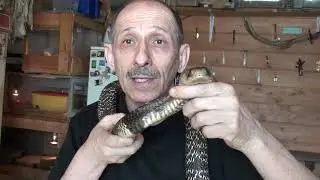 Смайлик снова ручной.