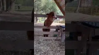 #красавец
