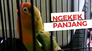 LOVEBIRD NGEKEK PANJANG SANGAT GACOR