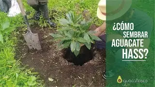 How to plant Hass avocados! Step by step! 🥑🥑🥑 2020