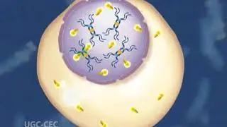 Cytogenetics, Chromosome painting, Fluorescent