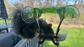 Mr Squirrel don’t care…