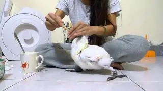 藍眼巴丹餵食。（拋棄式3CC滴管）