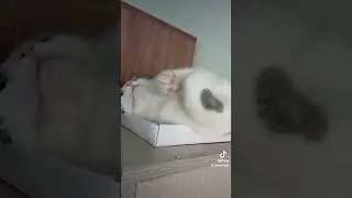 Две кошки и один кот # Кошка Кася о себе .#cat