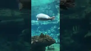 Аквариум в Генуи,экскурсия
