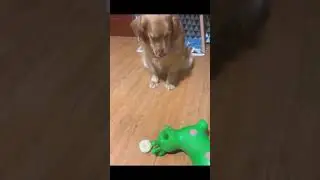 Anjing Pintar #shorts #short #shortvideo #shortsvideo
