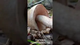 Зриваю підберезовик в літньому лісі! #shorts #short