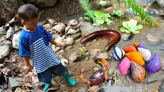 wow❗Menemukan Keong Bekicot Luwing Kaki Seribu Kepiting Cangkang Kelomang