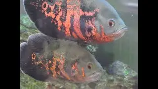 Water change in Oscar fish tank VERY EASY! please share.