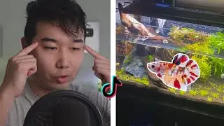 TikTok Fish Tanks BUT IT'S GOOD | Fish Tank Review 233