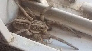 Parrot Running Away from BIG Spider