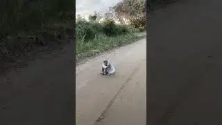 Road hazard in Australia⚠️ 🐨⚠️