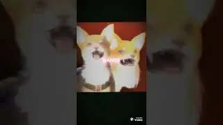 Корги КЕКС и Корги КОРЖИК в стиле аниме ❤️