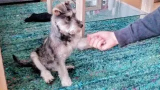 Cute Schnauzer doing simple tricks! (5 months old puppy)