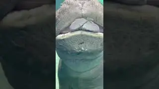 Baby Hippo Fritz Says 