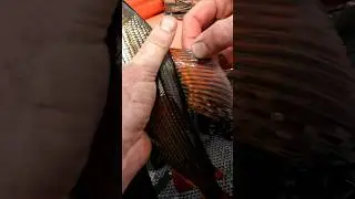 Рыбалка на хариуса! #хариус