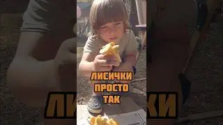 лисички просто так 