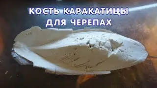 Кость каракатицы для черепах