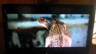 Jackass- wind tunnel