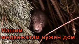 Показываем потенциальный дом наших медвежат-сироток. За 1,5 месяца нужно собрать 700 000.