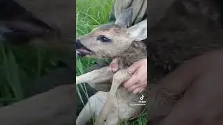 касуля