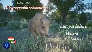 🦬Planet Zoo animals #149 | Wisent - The greatest is back