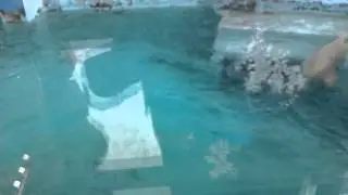 Мишка плавает