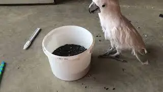 Cockatoo has a snack on a windy day