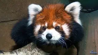 Ekzoopark in SEC «RIO». Red panda (2017)