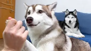 My Husky Uses His Paws as Hands! Dog Logic