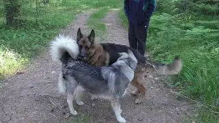 ДЯТЛЫ... ЛОСИ ... И Три ПСА... )))😎