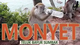 MAIN MONYET DI TELUK BAYUR ( SUMATERA BARAT )