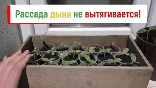 Рассада дыни не будет вытягиваться только в одних условиях. Почему не подкармливаю рассаду дыни