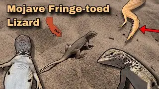 Mojave Fringe-toed Lizard: The desert’s Sand surfer!