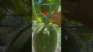【DIY】冬瓜把藤拽下来了 怎么绑 冬瓜长得好？
