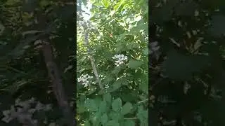 Цветения и формирование куста ЕЖЕВИКИ