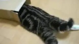 滑り込むねこ。