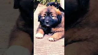 Малыши ❤️ #shortvideo #собака #youtubeshorts #shortsvideo #video #животные