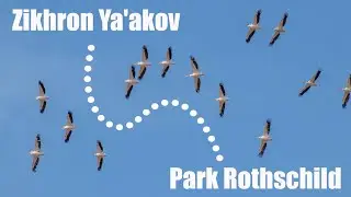 Парк Ротшильд и Зихрон Яаков | Стая Пеликанов