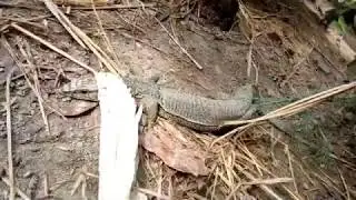 গুইসাপ এর তেজ দেখুন!
