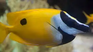 Facts: The Blotched Foxface Rabbitfish