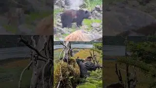 Alaskan Black Bear Gets STONED!