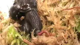 Улитка ест червяка