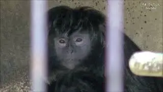 おばさんみたいなサル （種類＝シルバールトン）   東山動物園(Обезьяноподобная тетя (Тип = Сильверлтон) Зоопарк Хигасияма)