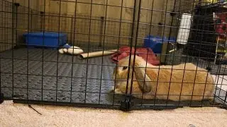 DIY Bunny Cage