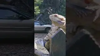 Fry the bearded dragon's big scene