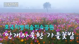 안개속에서 더 아름다운 가을꽃밭 | 4k드론영상 | 의령친수공원 | 뎁싸리 | 핑크뮬리 | 코스모스 | 아스타국화 | 의령가볼만한곳 | 4k Drone Footage141
