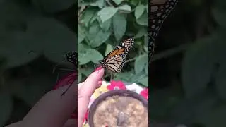 Бабочка "Монарх" 🦋