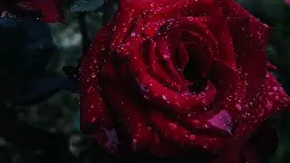 СТИХ «ОДНАЖДЫ» Автор Мария Васык